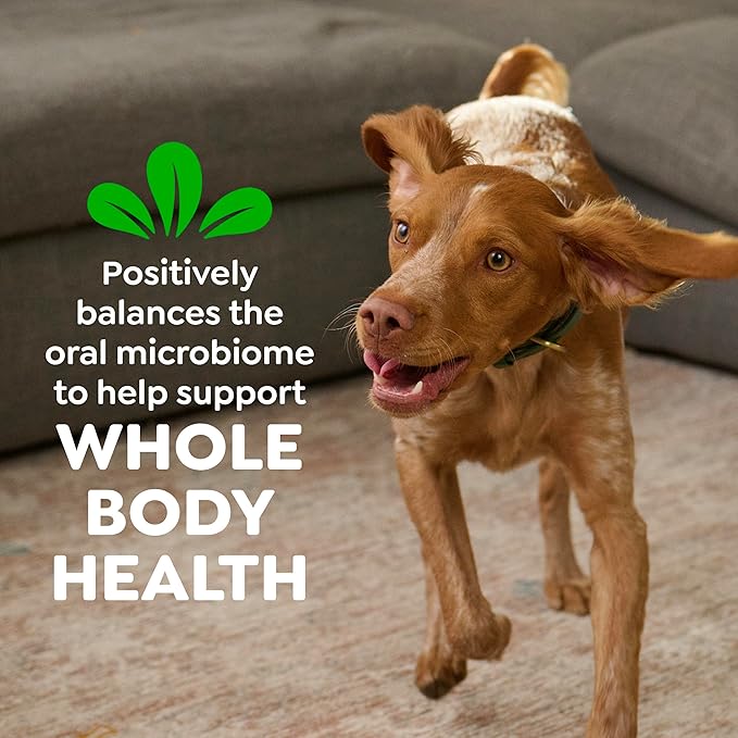 Greenies Veterinarian-Recommended Adult Natural Dental Dog Treats Petite Size, Fresh Flavor, 12 oz. Pack, 20 Count