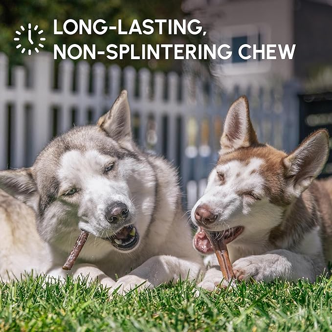 Downtown Pet Supply USA Sourced Bully Sticks for Dogs - Grass-fed Beef Chews, Low-Odor & Rawhide-Free, Long Lasting Dog Treats - Healthy, Safe & Delicious Chews (12" 30 Pack)