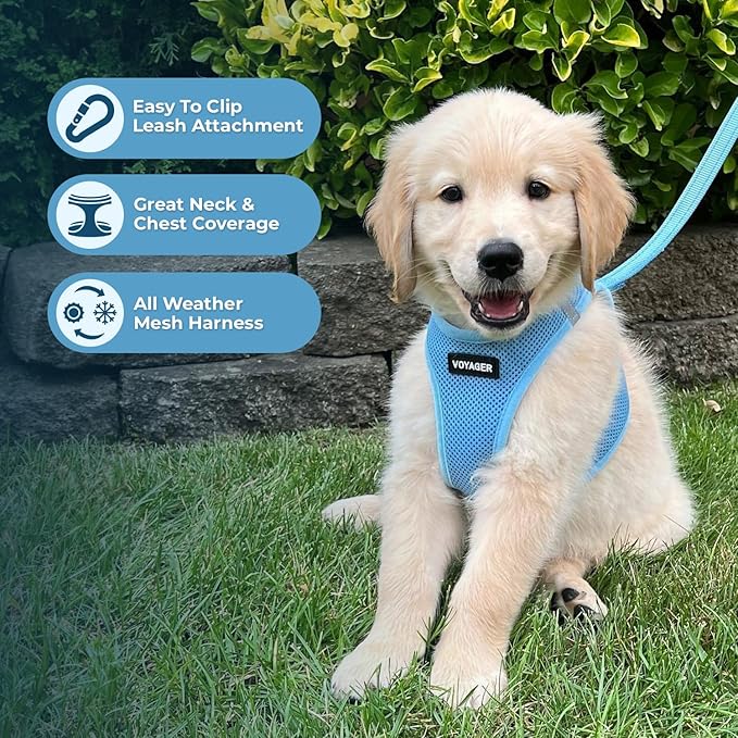 Best Pet Supplies Voyager Step-in Air All Weather Mesh Harness and Reflective Dog 5ft Leash Combo with Neoprene Handle, for Small, Medium and Large Breed Puppies - Set (Baby Blue), Small