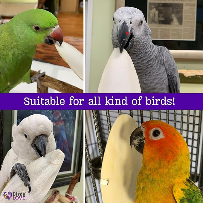Birds LOVE Natural Cuttlebone for Birds & Reptiles – 100% Pure Sun-Dried Calcium Supplement – Supports Beak, Bone & Shell Strength – Daily Use - 3 Pack with Holder, Size 5.5 to 6"