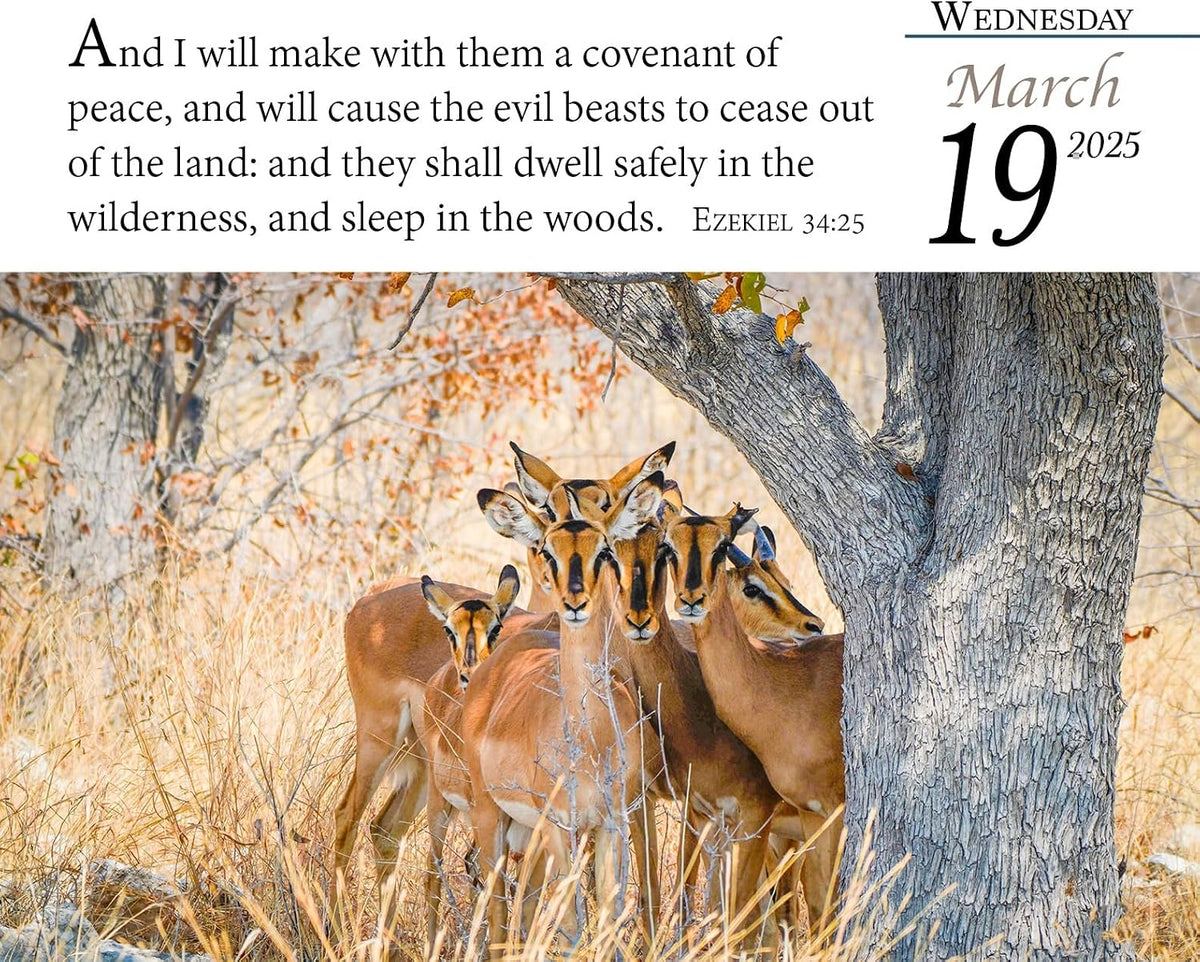 Verse for the Day Calendar 2025 - Daily Bible Calendar with KJV Scripture - 365 Pages