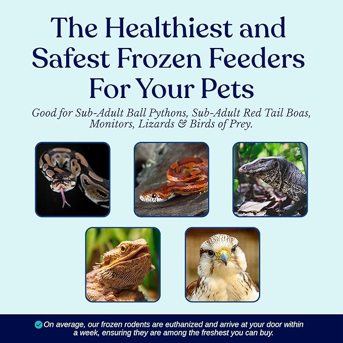 MiceDirect EST. 2003 10 Frozen Rat Small Feeders Snake Food for Adult Ball Pythons and Red Tail Boas Lizards Monitors (4.5-6 in)(450 Grams)(Unflavoring)