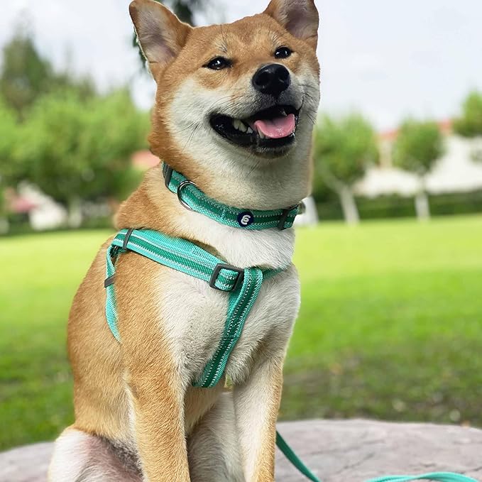 Blueberry Pet Essentials Reflective Adjustable Safety Nylon Dog Collars Medium Size | Reflective Minty Green Dog Collar for Girl and Boy Dogs