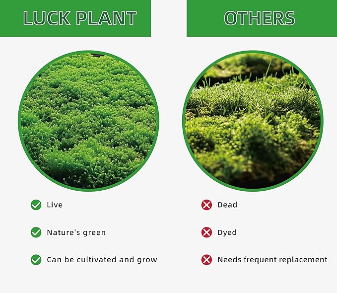 Live Moss for Reptiles - Terrarium Moss for Reptiles Peat Moss for Reptiles Habitat Bedding Moss for Snakes Turtle Frog Gecko and Other Reptiles Substrate 50 Square inches Live Moss