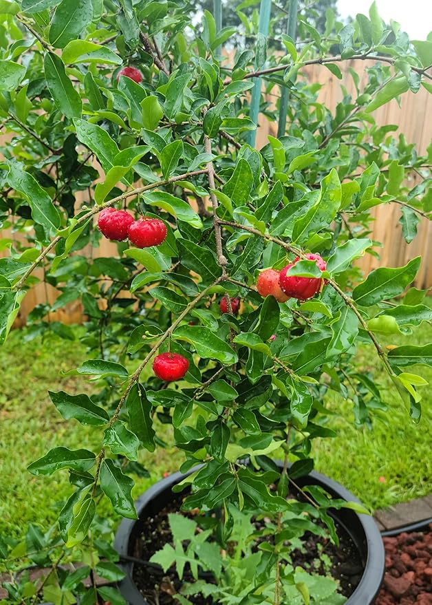 GARDENERA Barbados Cherry Plant Potting Soil - Enhance Fruiting and Health with Professional Grade Nutrient-Rich Mix - 3 Quart