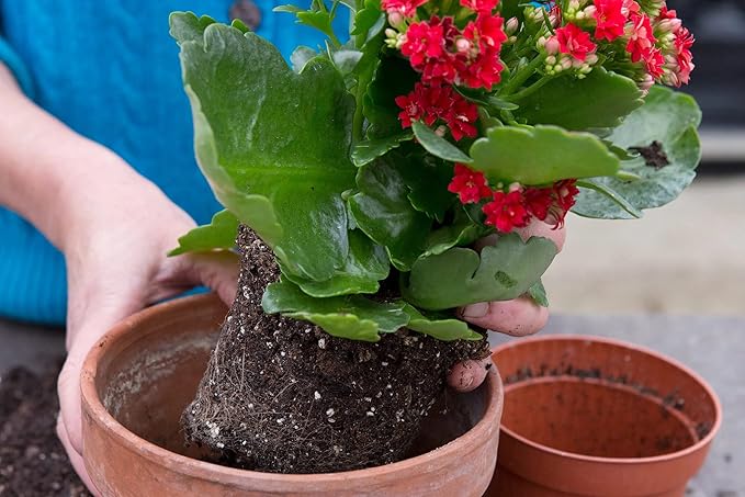 Premium Potting Mix for Kalanchoe Plants by Gardenera - Achieve Optimal Health and Blooming Splendor - 4 Quart