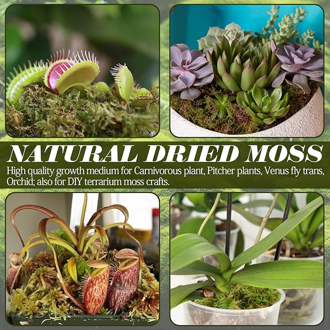 ZeeDix 8 oz Sphagnum Moss for Reptiles,12 qt Natural Hermit Crabs Moss Reptile Bedding Terrarium Substrate for Leopard Gecko Tortoise Lizard Ball Python Snakes Hermit Crab Habitat