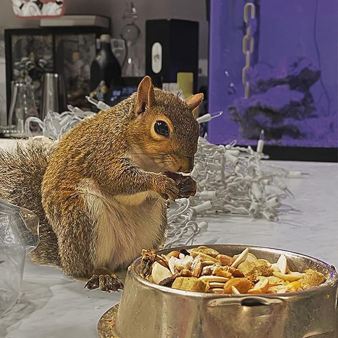 Squirrel Food Starter Package - Includes Nutritionally Complete Diet, Natural Treats & Healthy Vitamin Supplements - for Grey Squirrels, Ground Squirrel, Chipmunks, Flying Squirrels