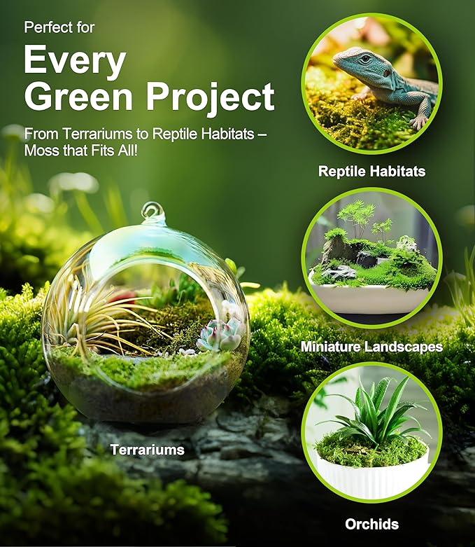Live Moss Variety Pack – 3-Pack Mixed Mosses (Each 3.5" x 7") – Real Sheet Moss for Terrariums, Bonsai, Reptile Tanks, Succulents & DIY Plant Crafts, Living Moss for Terrarium, Indoor planters