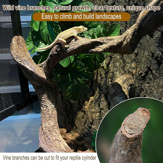 BNOSDM Reptile Forest Climbing Branch Decor Crested Gecko Climb Wood Natural Branches Tree for Snake Frog Chameleon Spider Bearded Dragon Terrarium Habitat Tank Accessories,8PCS