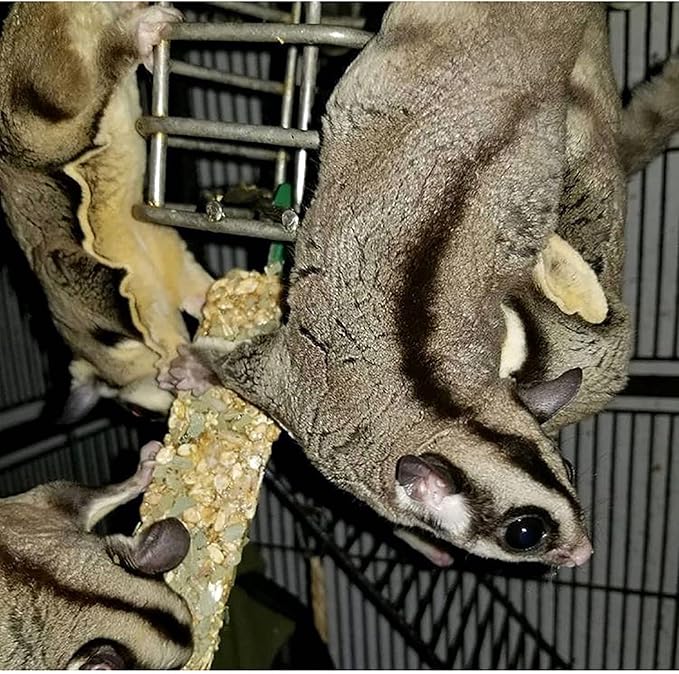 Exotic Nutrition Eucalyptus Sticks - Healthy Vitamin-Fortified Crunchy Chew Treat - Natural Treat for Sugar Gliders - Made with Eucalyptus Leaves, Oats, Fruit, Honey