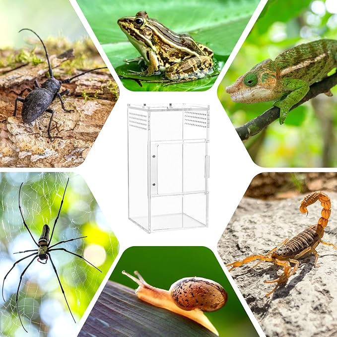 Jumping Spider Enclosure, One-Piece Fully Transparent Acrylic Small Reptile Enclosure, 5.9x5.9x9 inch Small Terrarium for Tree Frogs, Tarantulas, Mantises, Jumping Spiders