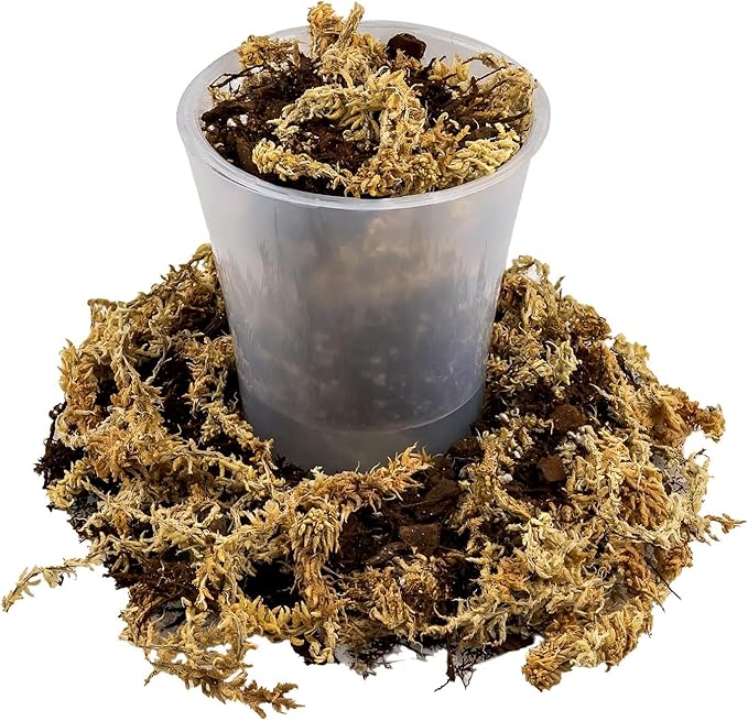 Gardenera Premium Orchid Mix by GARDENERA | Fern + New Zealand Pine Bark + Sphagnum Moss + Perlite | Best for Growing and Repotting Orchids - 4 Quart Bag