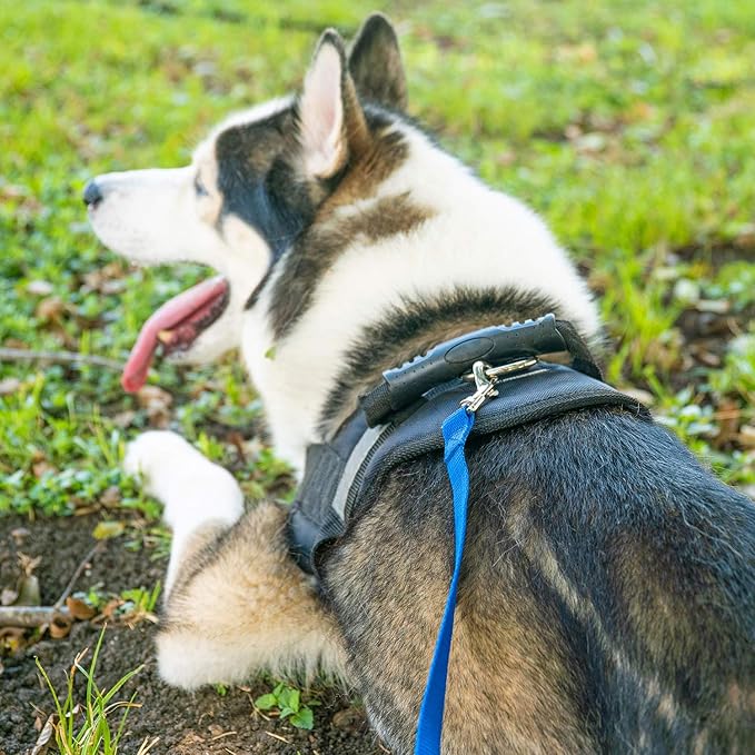 Hi Kiss Dog/Puppy Obedience Recall Training Agility Lead - 15ft, 20ft, 30ft, 50ft, 100ft Training Leash - Great for Play, Camping, or Backyard Blue - 30 Feet