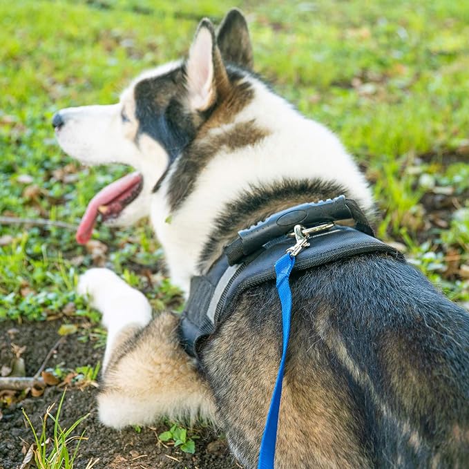 Hi Kiss Dog/Puppy Obedience Recall Training Agility Lead - 15ft 20ft 30ft 50ft 100ft Training Leash - Great for Training, Play, Camping, or Backyard - Pink 15ft