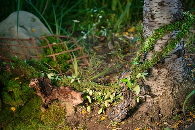 Supermoss Galápagos (05266) MossVine, Real Moss Vine, 12FT, Green