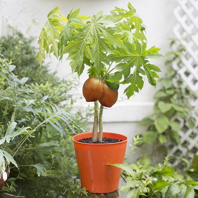 Gardenera Papaya Plant Potting Soil - All-Natural Blend for Thriving Papaya Plants - Boosts Root Health and Fruiting Potential - 10 Quart