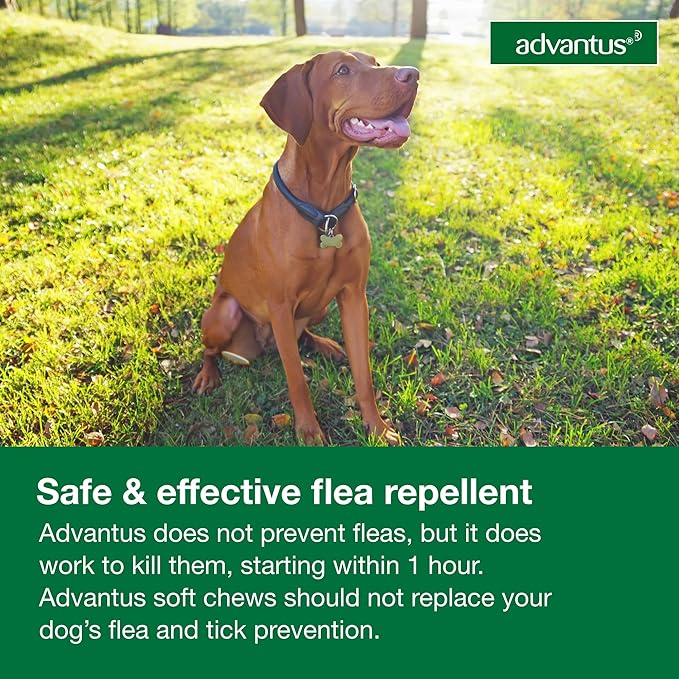 Advantus Dogs Fast Acting Oral Flea Treatment Soft Chewable 23 - 110 lbs. | 7 ct.