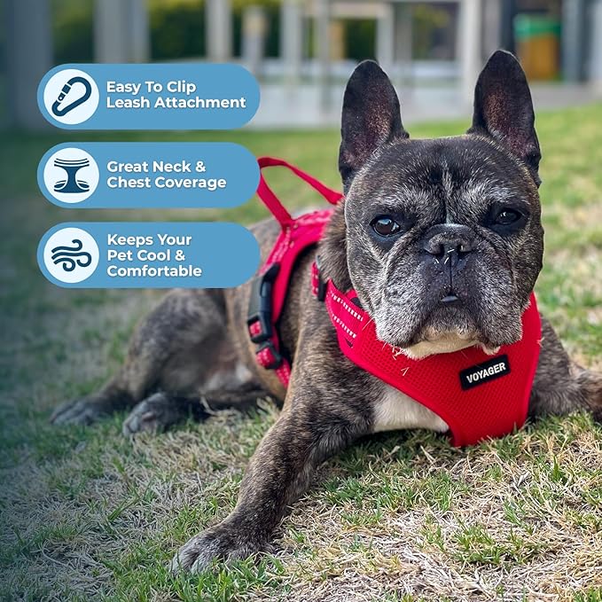 Best Pet Supplies Voyager Adjustable Step-in Flex Breathable Mesh Dog Harness for Small Medium Large Dogs Leash Set (Red), XL