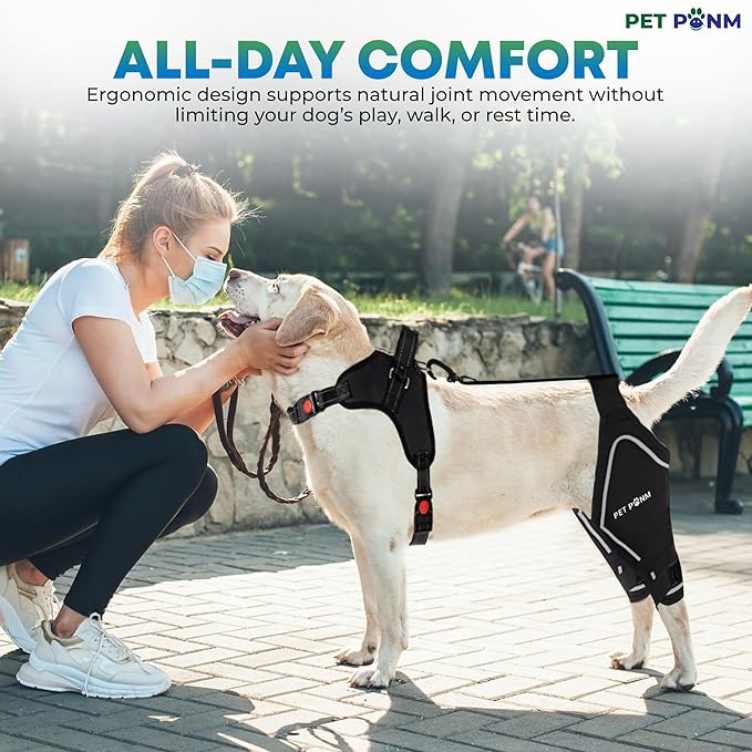 Comfortable Dog Knee Brace for Both Hind Legs with Harness - for ACL Tear, Luxating Patellae, Osteoarthritis & Instability - for Recovery & Injury Prevention in Active/Aging Dogs - (Medium)