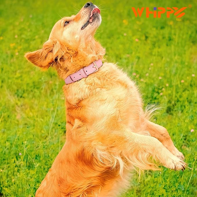 WHIPPY Leather Dog Collar for Small Dog Adjustable Soft Breathable Leather Padded Puppy Collar with Alloy Buckle Heavy Duty Waterproof Classic Dog Pet Collar,Pink,XS
