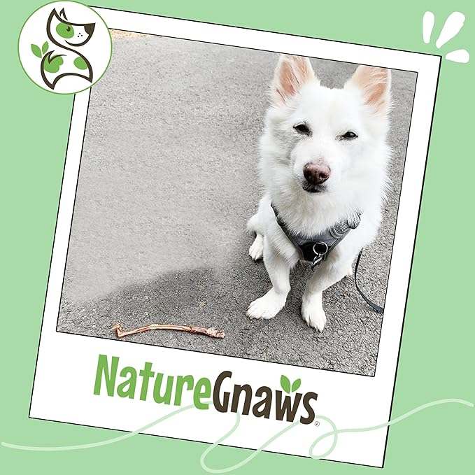 Nature Gnaws Extra Thin Pork Bully Sticks for Small Dogs 5-6" (15 Count) - Long Lasting for Light Chewers and Puppies - Natural Bacon Dog Chew Treats