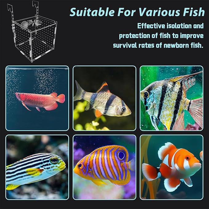 PINVNBY Acrylic Fish Breeding Box,Transparent Fish Isolation Box Acrylic Hatchery Incubator Tank with Suction Cups for Baby Fishes Shrimp Betta and Guppy（5.9" x 5.9" x 5.9"）