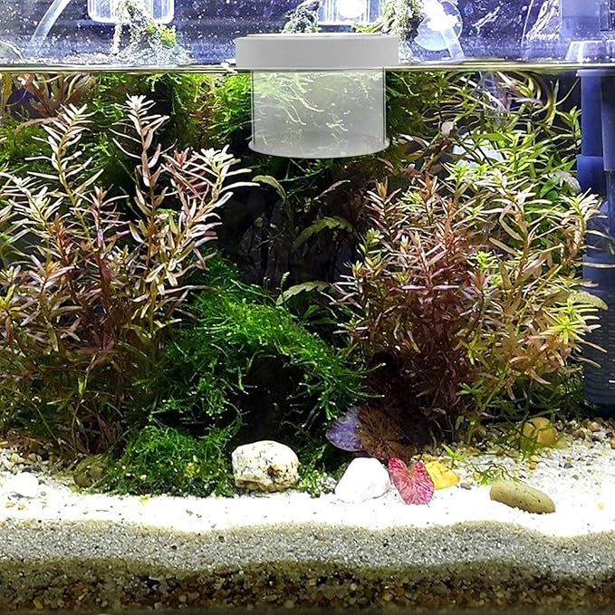 Box Fish Tank Box Fish Separator Spawning Incubator Aquarium Breeding Tank Aquarium Incubator Betta Tank Floating White Acrylic Small