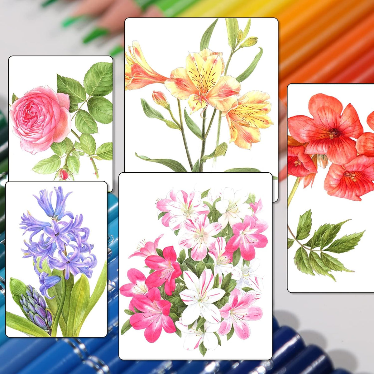 H & B 120 Oil-Based Colored Pencils Set with Coloring Book & Zipper Case