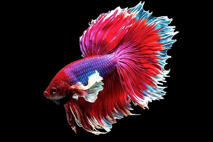 Aquatic Foods Inc. Freeze Dried Bloodworms, Fresh Grade A Floating Bloodworms for All Tropical Fish, Bettas, Discus, Cichlids, Turtles, Carnivore Carnivorous Plants - 5oz Bag