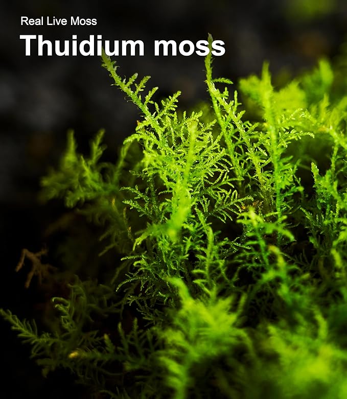 Live Moss Variety Pack – 3-Pack Mixed Mosses (Each 3.5" x 7") – Real Sheet Moss for Terrariums, Bonsai, Reptile Tanks, Succulents & DIY Plant Crafts, Living Moss for Terrarium, Indoor planters