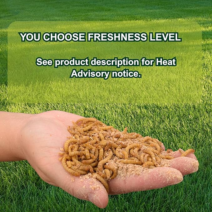 Exotic Nutrition Medium Live Mealworms (1/2") (3,000 Pack)