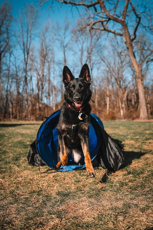 Better Sporting Dogs Agility Course Backyard Set - 7pc Indoor and Outdoor Agility Training Equipment for Dogs - 3 Jumps - 2 Tunnels with Sandbags - Weave Poles for Dog Obstacle Training