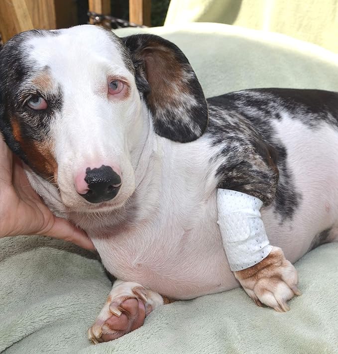 Basic Leg Bandages for Dogs, Cats and Other Pets First Aid Non-Adhesive Fur Friendly - Value 16 Pack (Standard,& Wide) (Medium)