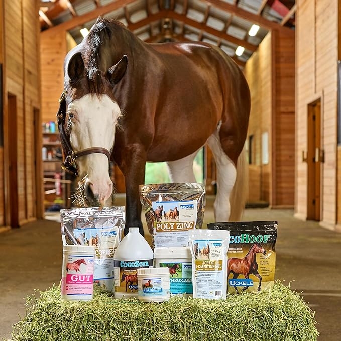 SmartEquine CocoHoof | Hoof Supplements for Horses | Biotin for Horses Hooves | Horse Vitamins and Minerals Supplement | Provides Amino Acids, Fatty Acids and Vitamins | 12 LB