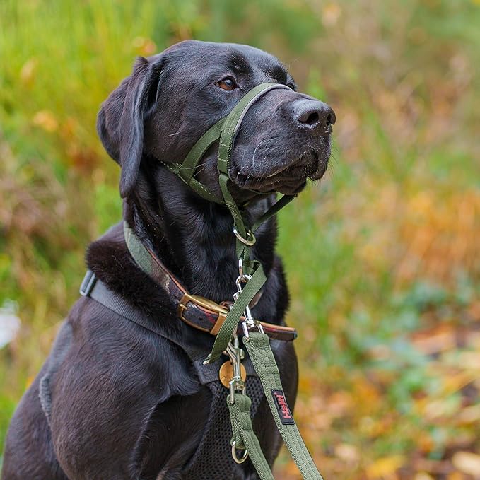 Halti Headcollar - Stop Your Dog Pulling on The Leash. Adjustable, Reflective and Lightweight, with Padded Nose Band. Dog Training Anti-Pull Collar for Large Dogs (Size 4, Forest Green)