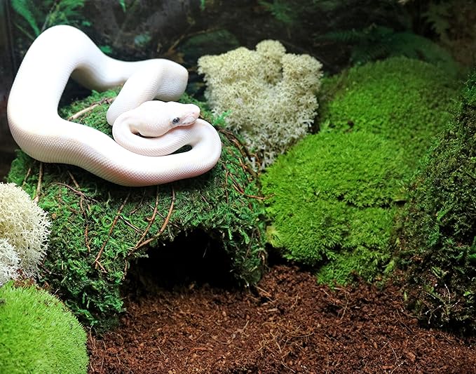 Galápagos (05368) Mossy Dome Hide - Natural Corner Cave for Reptile Enclosures, Terrariums, and Tanks, 9", Vined Green Moss