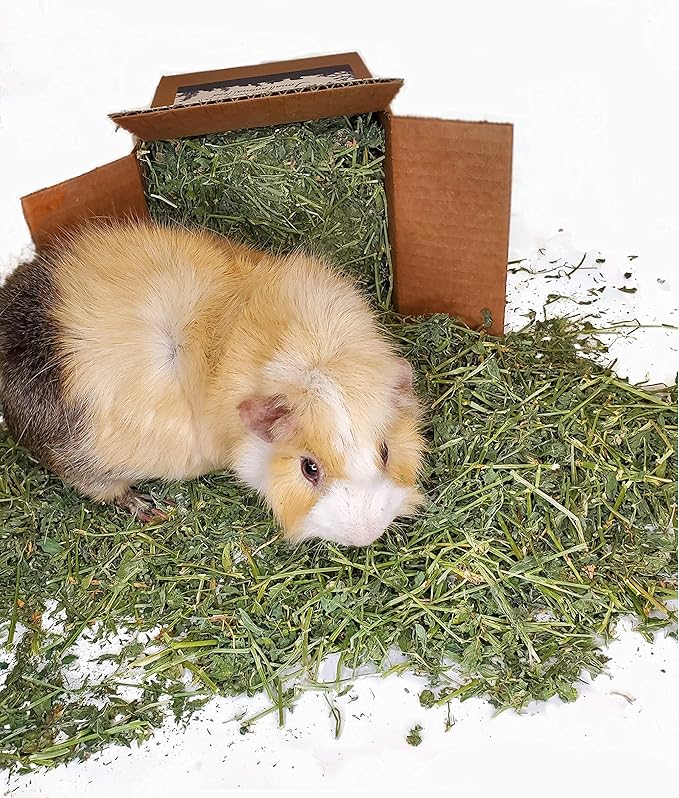 High Desert Alfalfa Hay for Rabbits, Guinea Pigs, Chinchillas & Small Pets – Protein-Rich Natural Hay for Young, Growing Animals – High-Fiber, Hand-Packed, Additive-Free, Grown in USA – 1 lb Box